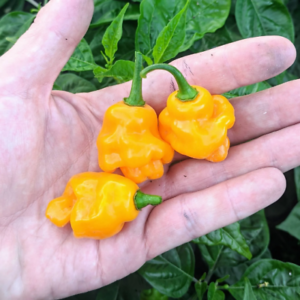 Photo de Trinidad Perfume dans une main