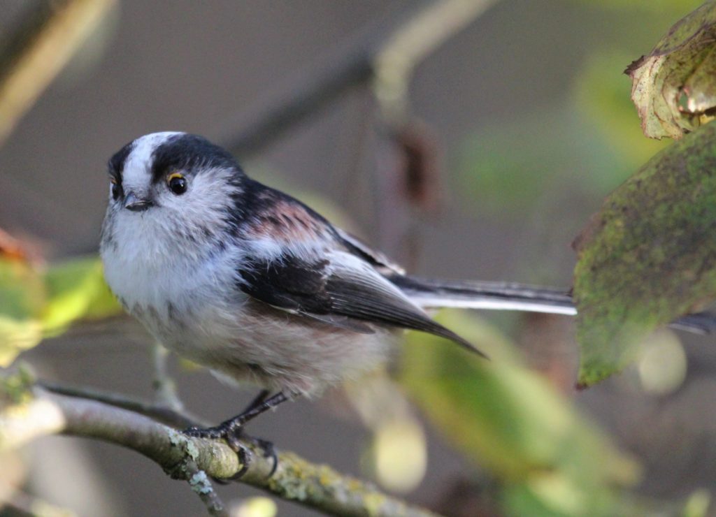 L'Orite à longue queue - Célia Houbre