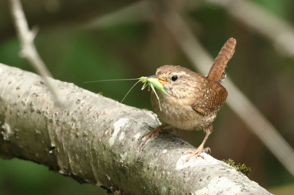 Top 2 des oiseaux les plus petits de nos forêts : le Troglodyte mignon par Célia Houbre