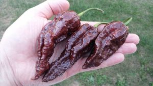 Chocolate Bhutlah dans une main