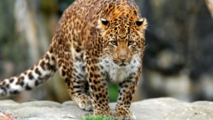 léopard de l'amour dans son habitat naturel