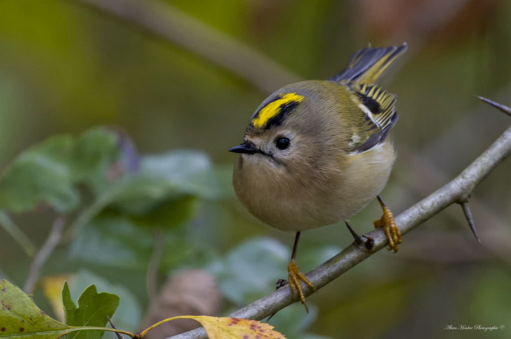 Top 1 des oiseaux les plus petits de nos forêts : le Roitelet huppé par Alain Houbre
