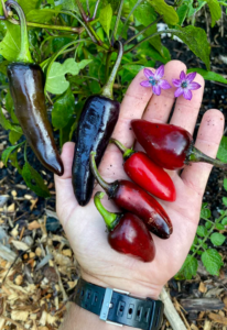 Photo de piments hungarian black tenu dans une main