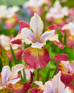 Iris Japonaise