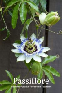 La Fleur de Passiflore