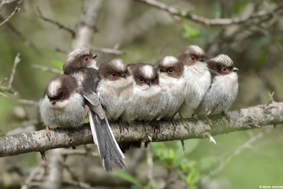 Fraterie d'orites à longue queue juvénile