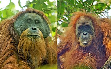  2 Orang-outan de Tapanuli de face dans un arbre