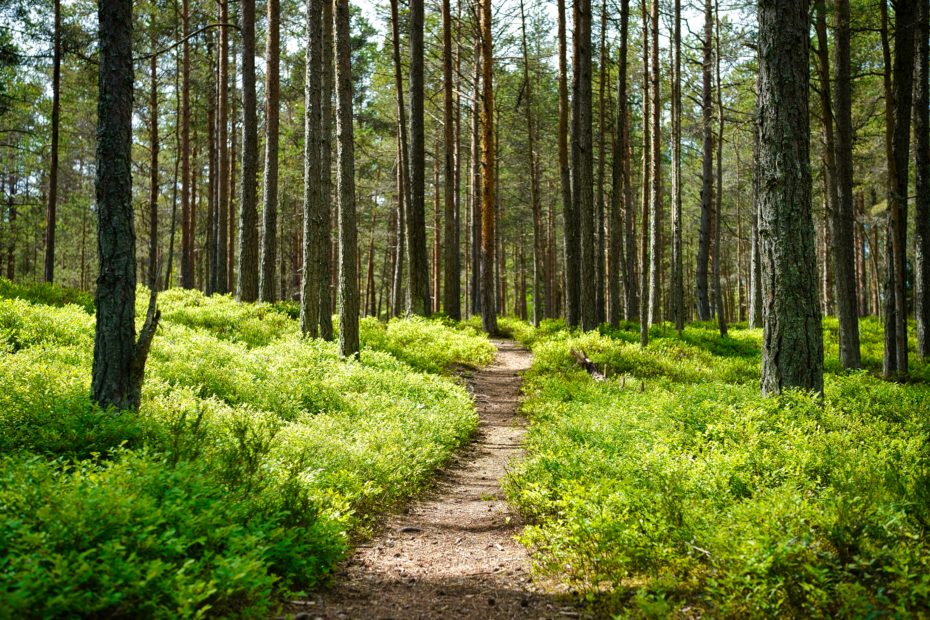 Image d'une forêt avec un chemin qui passe au milieu