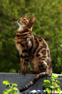 Chat Bengal