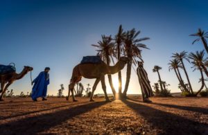 dromadaire palmeraie