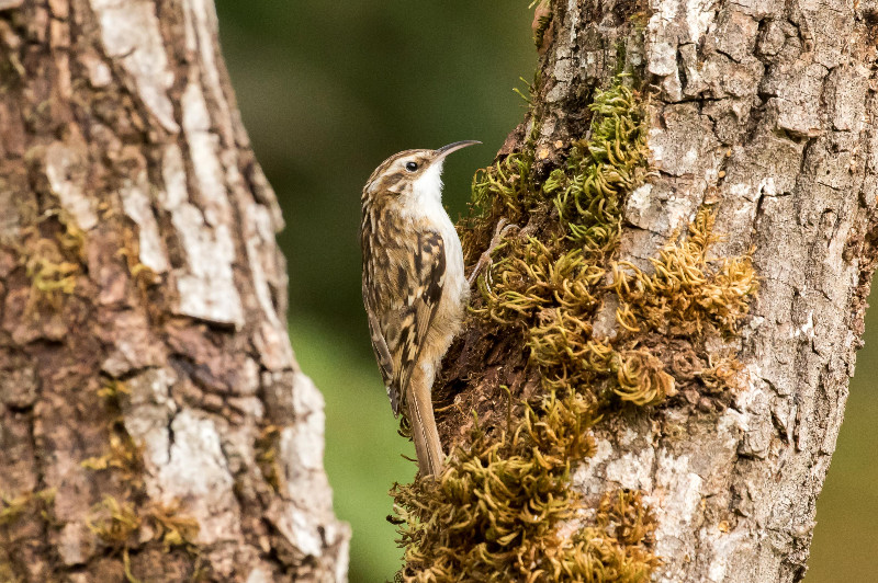 Top 3 des oiseaux les plus petits de nos forêts : le Grimpereau des jardins
