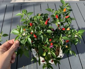 Photo de piments Numex Twilight en arbustre