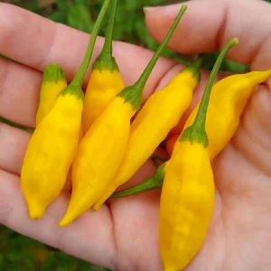 Photo de piments lemon en main 