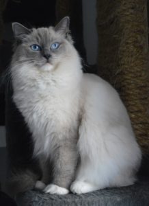 Ragdoll