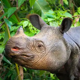 Tête de rhinocéros de java dans la forêt