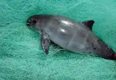 vaquita dans l'eau